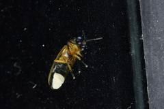 Abscondita