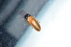 Abscondita