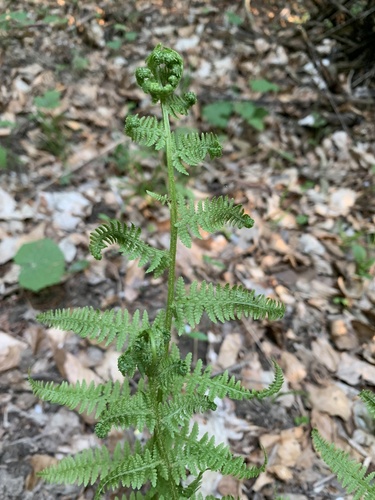 papradka samičia (Athyrium filix-femina)