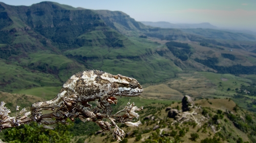 Drakensberg Dwarf Chameleon, Bradypodion dracomontanum