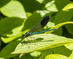 Calopteryx aequabilis