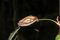 Dendrophidion dendrophis