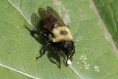 Laphria thoracica