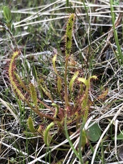 Drosera linearis
