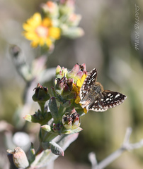 Ernsta sataspes