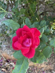 Rosa × kordesii