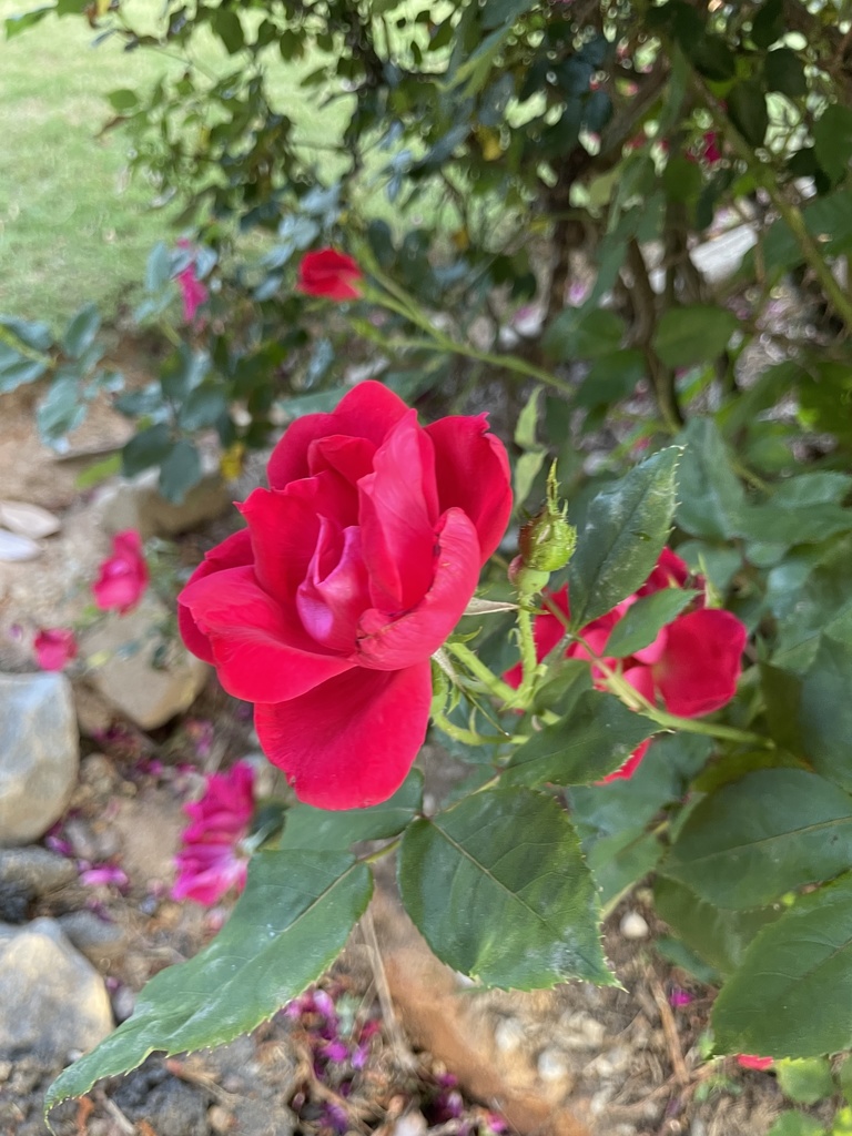 Rosa × kordesii