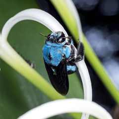 Xylocopa caerulea