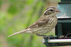 Pheucticus ludovicianus