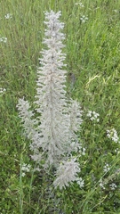 Echium italicum