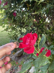 Rosa × kordesii