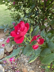 Rosa × kordesii