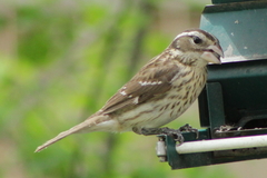 Pheucticus ludovicianus