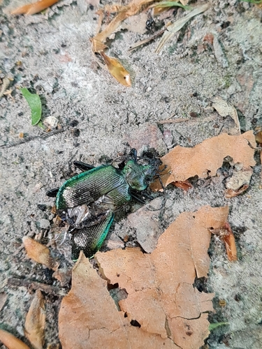 Calosoma inquisitor