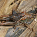 Black-sided Pygmy Grasshopper - Photo (c) Judy Gallagher, some rights reserved (CC BY-SA), uploaded by Judy Gallagher