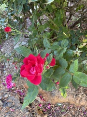 Rosa × kordesii