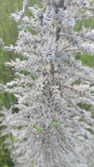 Echium italicum