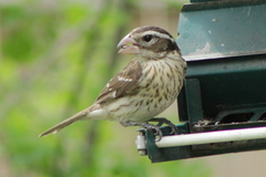 Pheucticus ludovicianus