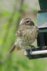 Pheucticus ludovicianus