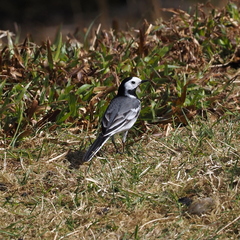 Motacilla alba