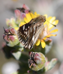 Ernsta sataspes