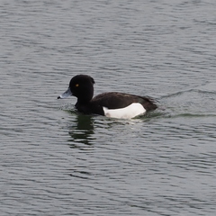 Aythya fuligula