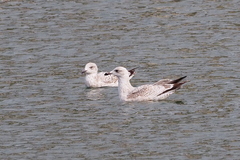 Larus argentatus