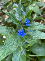 Pentaglottis sempervirens