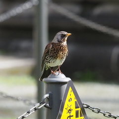 Turdus pilaris