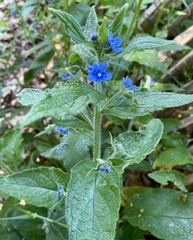 Pentaglottis sempervirens