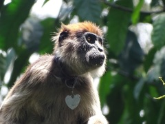 Piliocolobus tephrosceles
