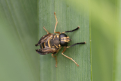 Temnostoma excentrica