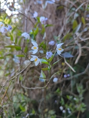 Solanum laxum