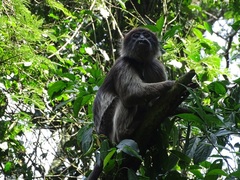 Piliocolobus tephrosceles