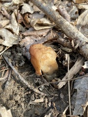 Gyromitra korfii