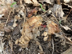 Gyromitra korfii