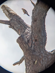 Melanerpes carolinus image