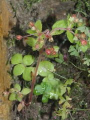 Crassula strigosa