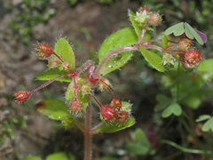 Crassula strigosa
