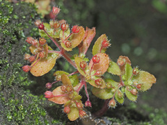 Crassula strigosa