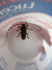 Acalolepta aesthetica