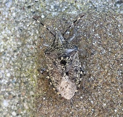 Rhaphigaster nebulosa