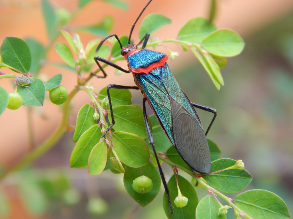 Sphictyrtus chrysis