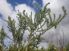 Aspalathus juniperina