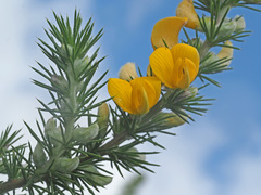 Aspalathus juniperina