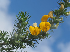 Aspalathus juniperina