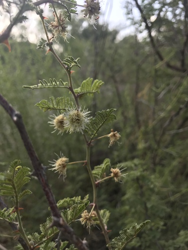 Catclaw mimosa (Mimosa aculeaticarpa)