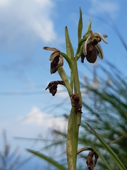 Ophrys exaltata