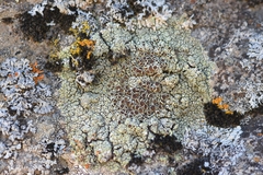 Lecanora argopholis