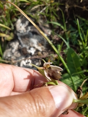 Ophrys exaltata